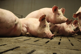 Schweine eng zusammengedrängt auf Vollspaltenboden