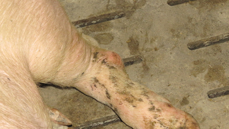 Schweinebein mit geschwollenem Gelenk