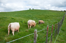 Schweine auf einer Weise