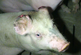 Schweinekopf