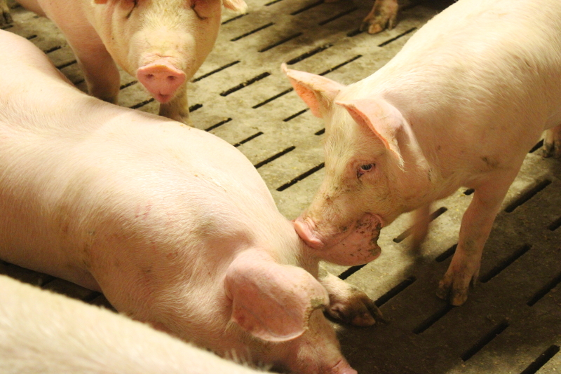Ein Schwein verbeißt sich ins Ohr eines andern.