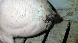 Ein abgebissener Schwanz eines Schweines