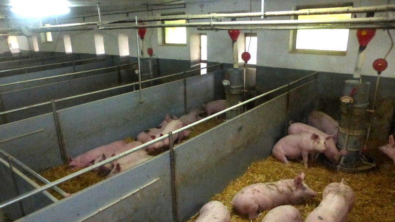 Schweine in Bucht mit Stroheinstreu