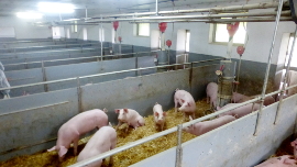 Ein Schweine in Strohbuchten