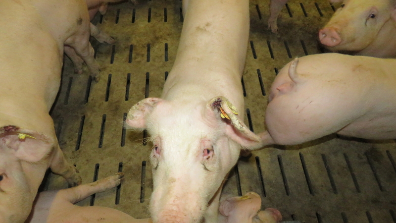 Traurig dreinblickendes Schwein