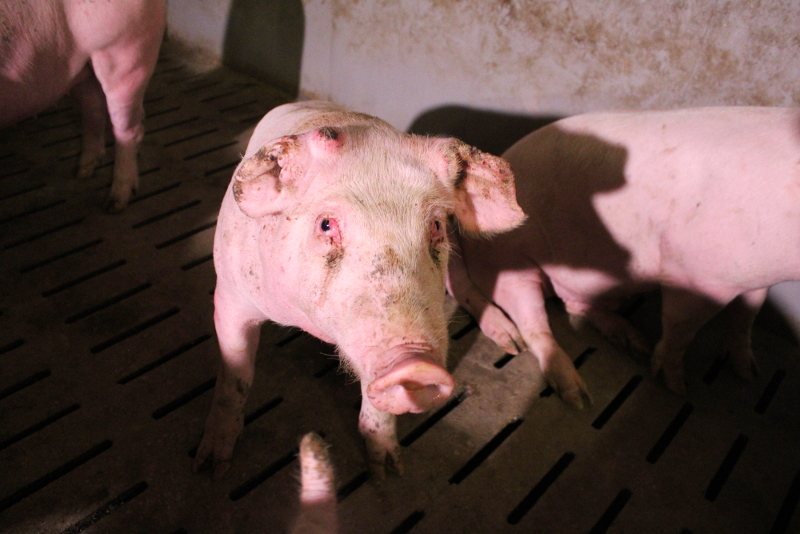 Traurig dreinblickendes Schwein