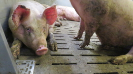 Traurig dreinblickendes Schwein auf einem Vollspaltenboden