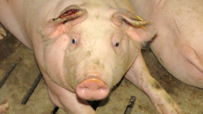 Aufmerksam aufblickendes Mastschwein