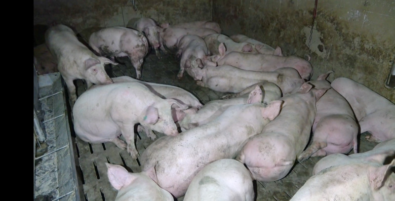 Schweine dicht gedrängt