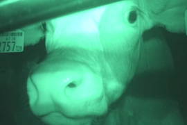 Ein im Dunkeln eng eingepferchtes Kalb