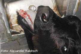 Bei einem Transport an einem Kieferbruch gestorbenes Kalb.