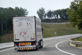 Ein Kälbertranskort in einer Kurve auf der Autobahn.