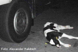 Totes Kalb, das von einem Tiertransporter geworfen wurde