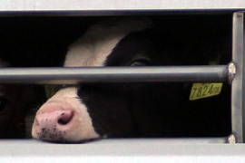 Kalb, das an der Transporterwand saugt.