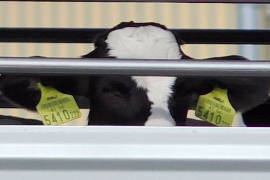 Kalb Tobi am Tiertransporter