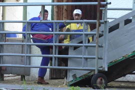 Ein korkulenter Mann tritt brutal auf ein Kalb ein
