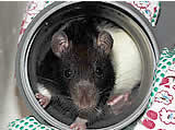 Ratten aus dem Institut