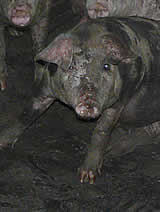 Bildergalerie zur großen Schweinerecherche