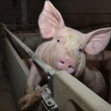 Bilder aus der Tierfabrik eines hohen Bauernbund-Funktionärs