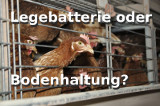 Legebatterie oder Bodenhaltung?