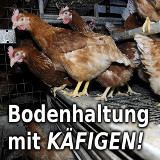 Fotogalerie: Bodenhaltung mit Käfigen, Steiermark