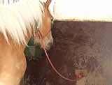 Tierschutzbericht Fiaker in Salzburg und Innsbruck 2007
