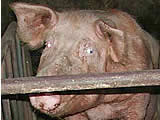Schweine-Anbindehaltung in Salzburg
