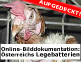 Untersuchung der Käfighaltung in Österreich!