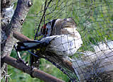 Singvogelfang im oö. Salzkammergut