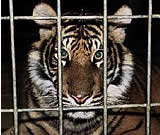 Erfolgreicher Tiger-Freikauf