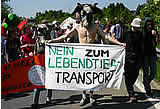 Neue EU-Tiertransport - Regelung ungenügend