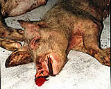 Katastrophaler Schweinemastbetrieb für Umbau geschlossen!