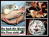 Topwissenschaft kommt nicht ohne Tiermord aus - oder doch?