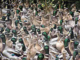 Jagd auf zahme Enten