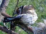 Vogelfänger anerkennen Singvogelfang als Tierquälerei