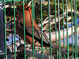 Vogelfänger brechen laufend Gesetze