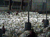 EU-Aktionsplan Tierschutz