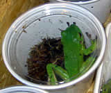Reptilienbörse 2006, St. Pölten