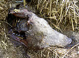 Schweinekadaver in Misthaufen entdeckt