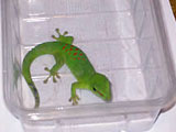 Reptilienbörse St. Pölten 30. 04. 2006