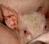 VGT deckt katastrophale Zustände bei Tiertransporten auf!