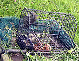 Tierschutz fängt 2 Vogelfänger