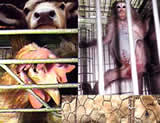 Einladung zur "Animal Conference 2006"
