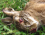 Treibjagd auf Fasane und Hasen gestört