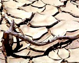 Tiernutzung hauptverantwortlich für Klimawandel