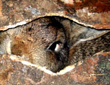 Verlassene Haustiere