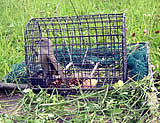 Vogelfänger aus oö Salzkammergut verurteilt!