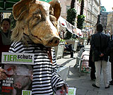 Ostern - kein Fest für Schweine