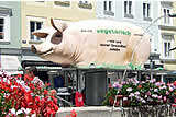 Eine Woche Grunztour