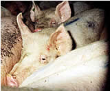 Schweinetransporter verursacht eine Serie von Unfällen